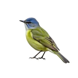 Solitary vireo
