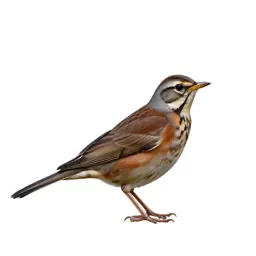 Song thrush