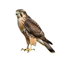 Sparrow hawk