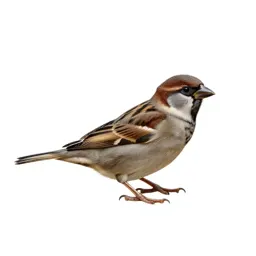 Sparrow