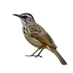 Spotted antbird