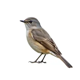 Spotted flycatcher