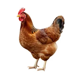 Spring chicken