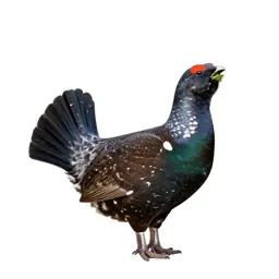 Spruce grouse