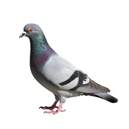 Squab