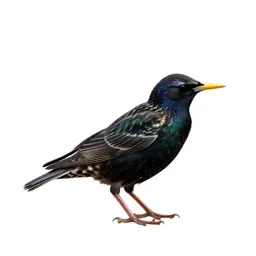 Starling