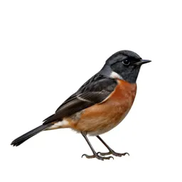 Stonechat