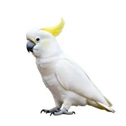 Sulphur-crested cockatoo