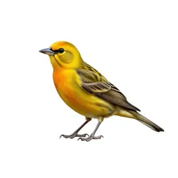 Summer tanager