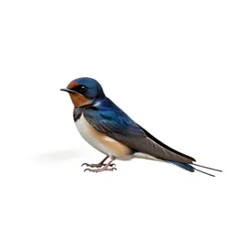 Swallow