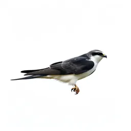 Swallow-tailed kite