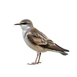 Swiftlet