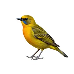Tanager