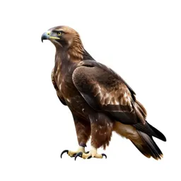 Tawny eagle