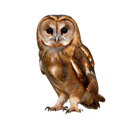 Tawny owl
