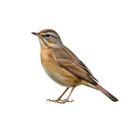 Thrush nightingale