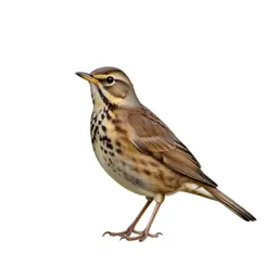 Thrush