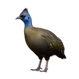 Tinamou