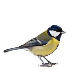 Titmouse