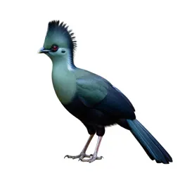 Touraco