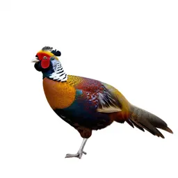 Tragopan