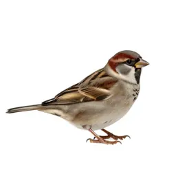 Tree sparrow