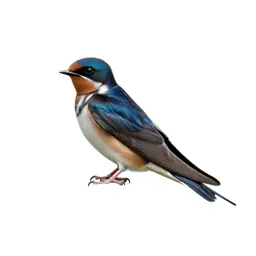 Tree swallow