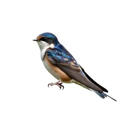 Tree swift