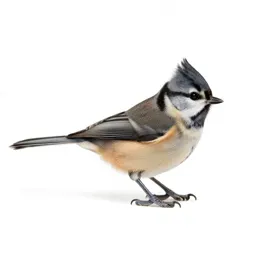Tufted titmouse