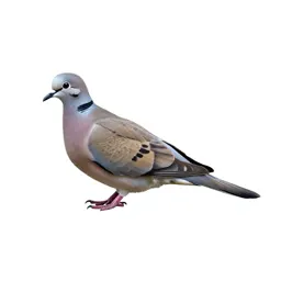 Turtledove