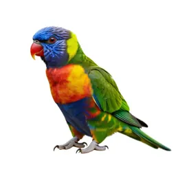 Varied Lorikeet