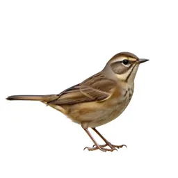 Veery