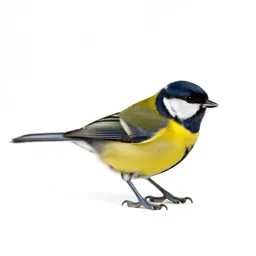 Verdin