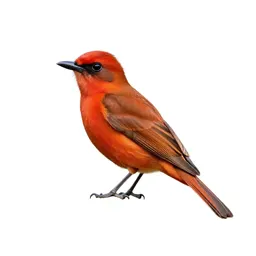 Vermillion flycatcher
