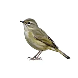 Vireo