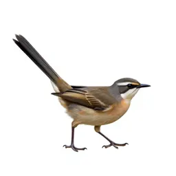 Wagtail