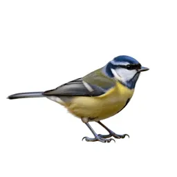 Warbler