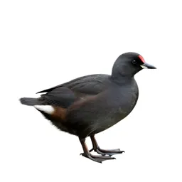 Water ouzel