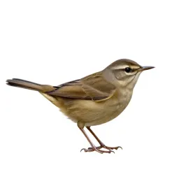 Water thrush