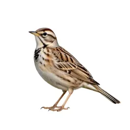 Western meadowlark