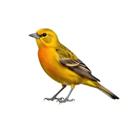 Western tanager