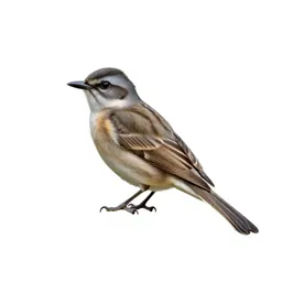 Western wood pewee