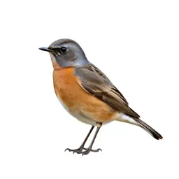 Wheatear