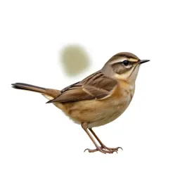 Whinchat