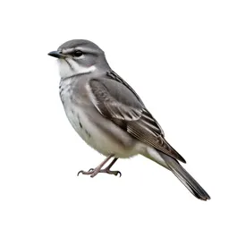 Whippoorwill