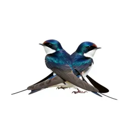 White-bellied swallow