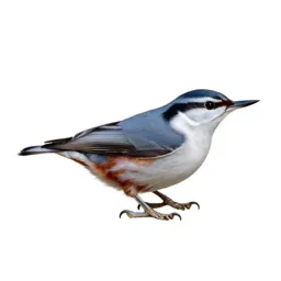 White-breasted nuthatch