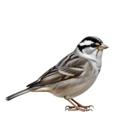 White-crowned sparrow