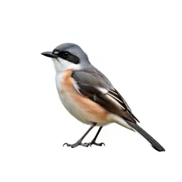 White-rumped shrike