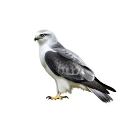 White-tailed kite